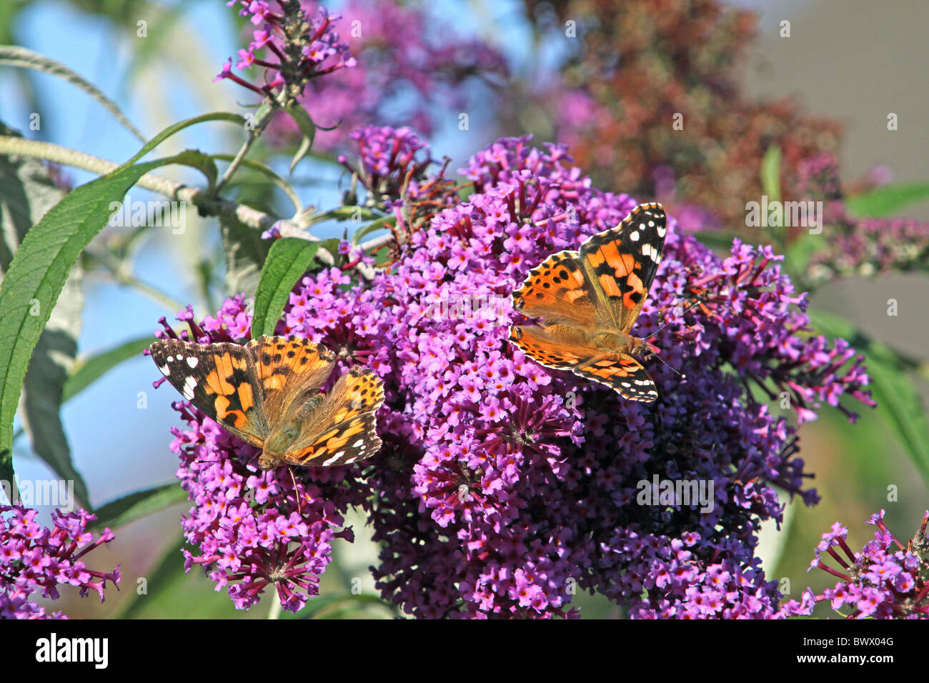 animal animals butterfly butterflies insect insects invertebrate invertebrates arthropod arthropods europe european "painted Stock Photo