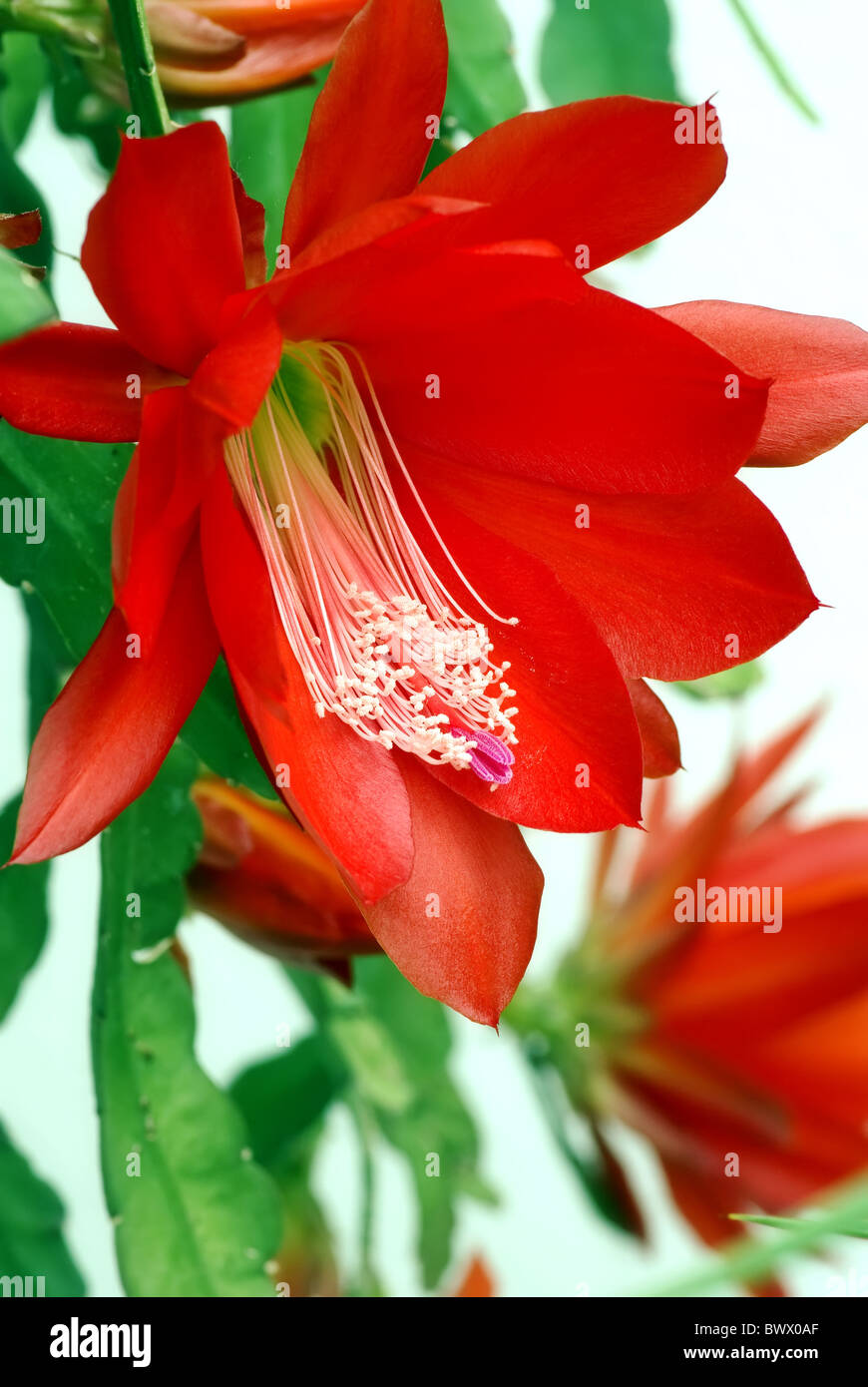 Christmas cactus blossom Stock Photo