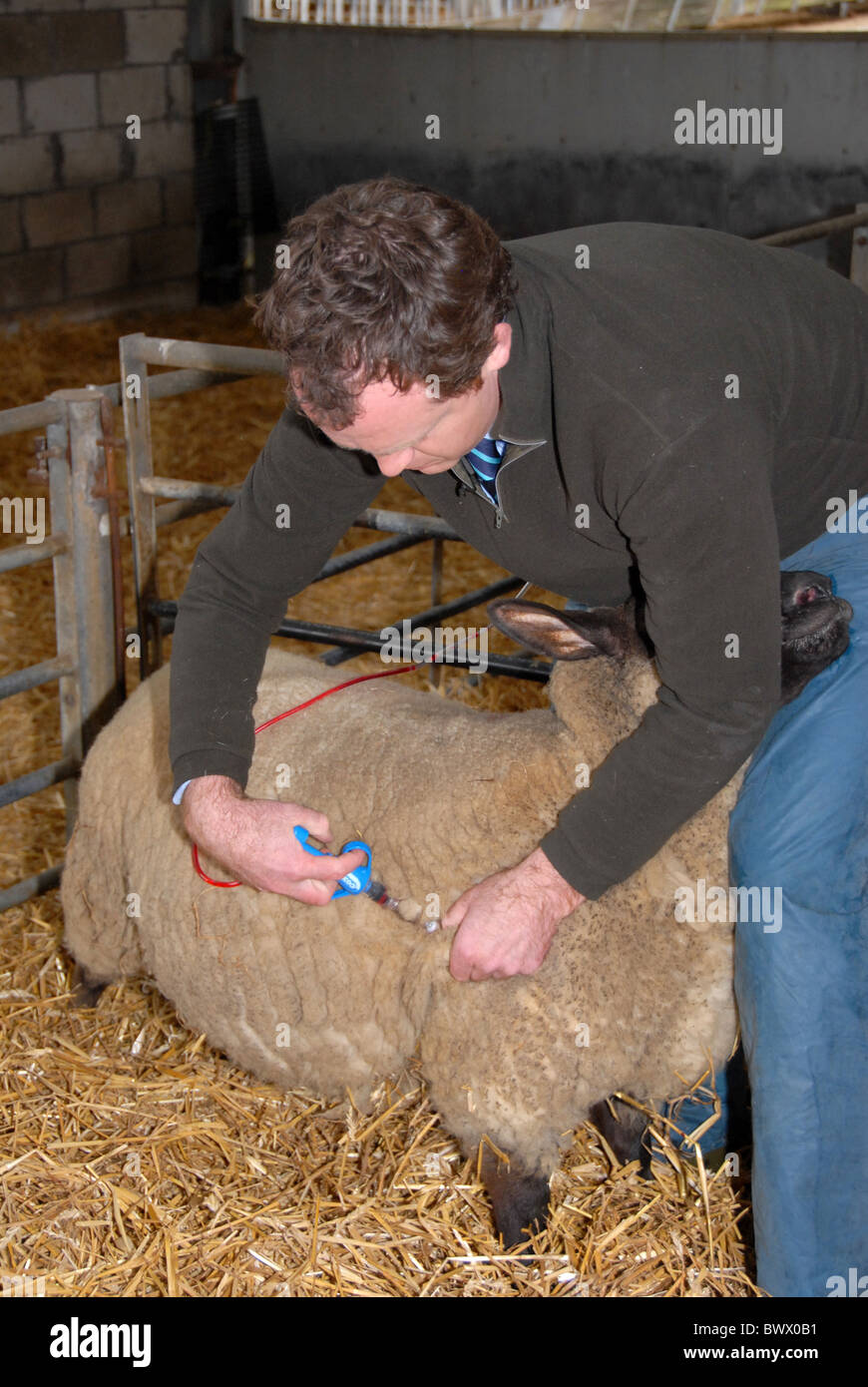 Vet vaccinating sheep against bluetongue viral Stock Photo
