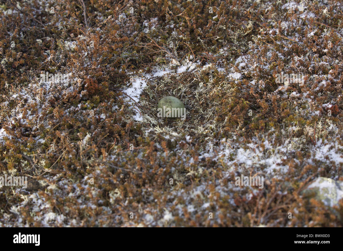 Long-tailed Skua (Stercorarius longicaudus) nest with egg, on tundra in snow, Varanger, Finnmark, Norway Stock Photo