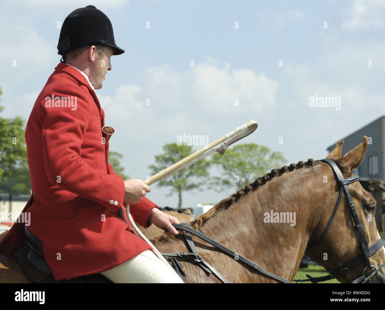 Huntsman wearing traditional hunting pink with Stock Photo