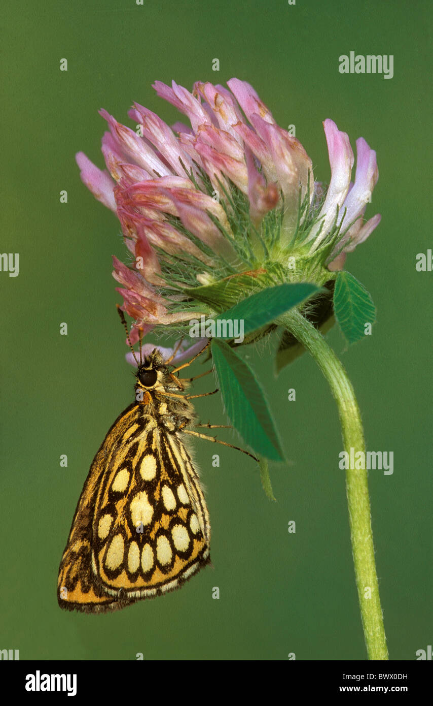 Large Chequered Skipper (Heteropterus morpheus) adult male, resting on Red Clover (Trifolium pratensis) in alpine meadow, Alps, Stock Photo
