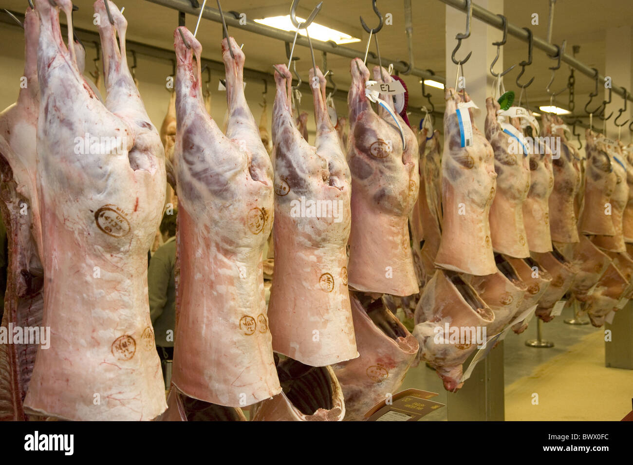 Meat auction lamb carcases English Winter Fair Stock Photo Alamy