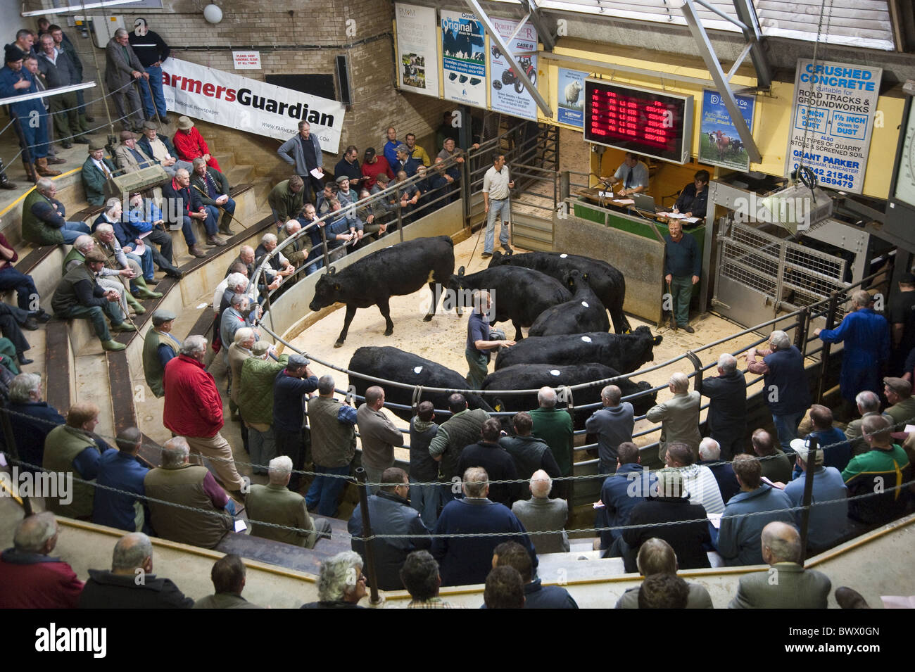 Lancaster auction mart beef bullocks sale show market markets mart
