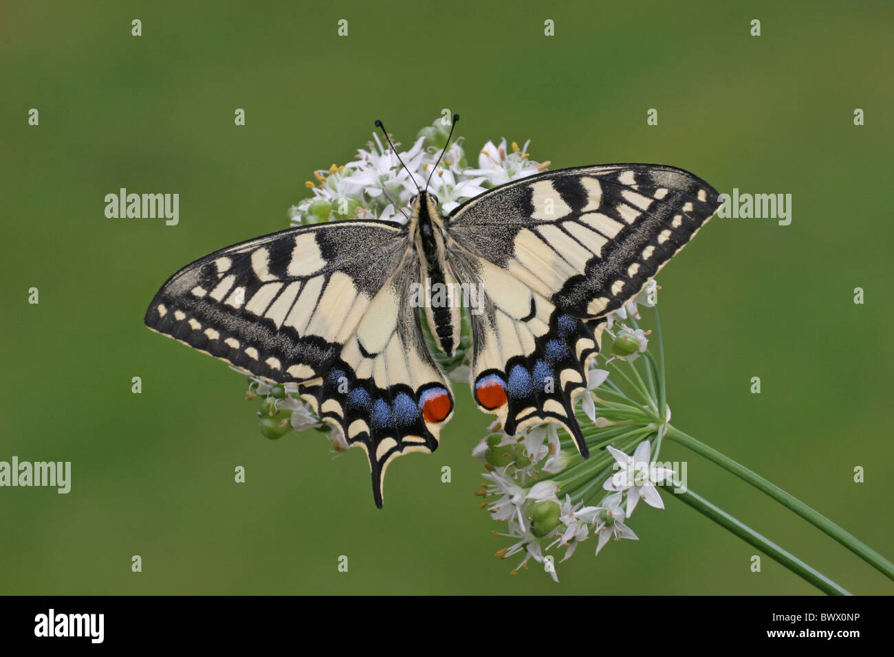 animal animals butterfly butterflies insect insects invertebrate