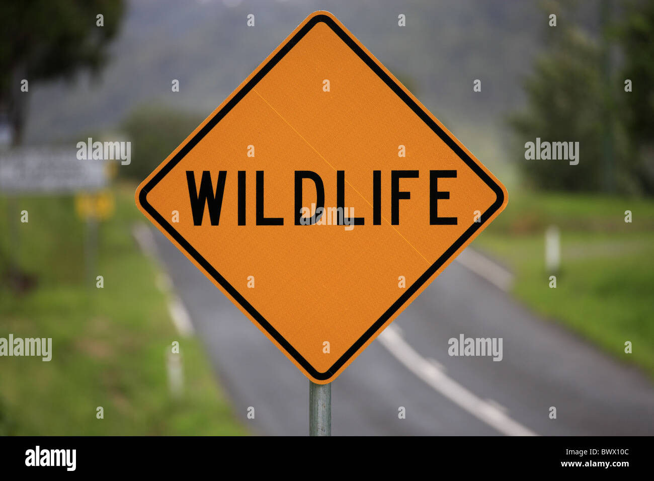 Wild Signposts 'Wildlife' signpost at edge of road, Australia Stock Photo - Alamy