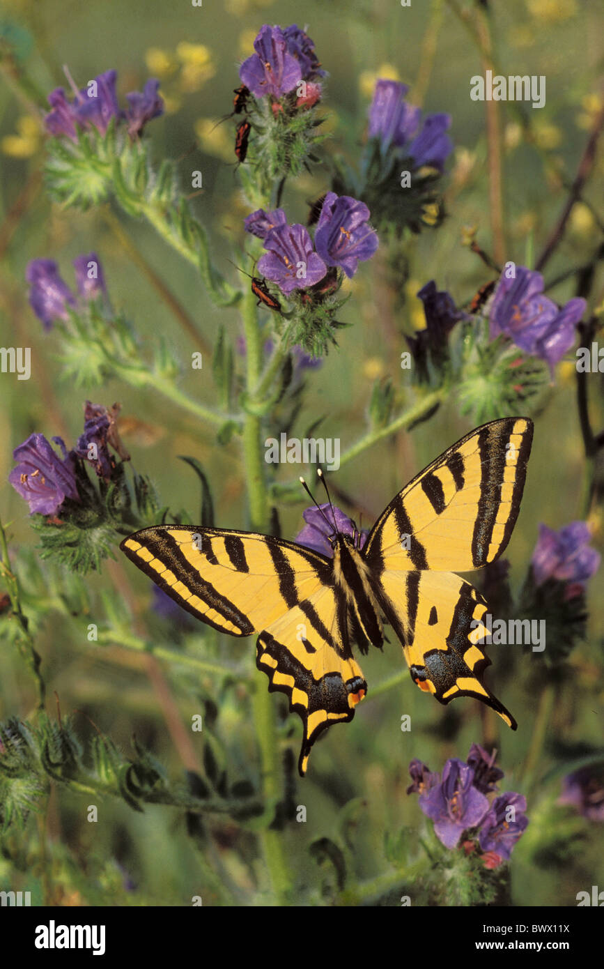 animal animals butterfly butterflies insect insects invertebrate invertebrates arthropod