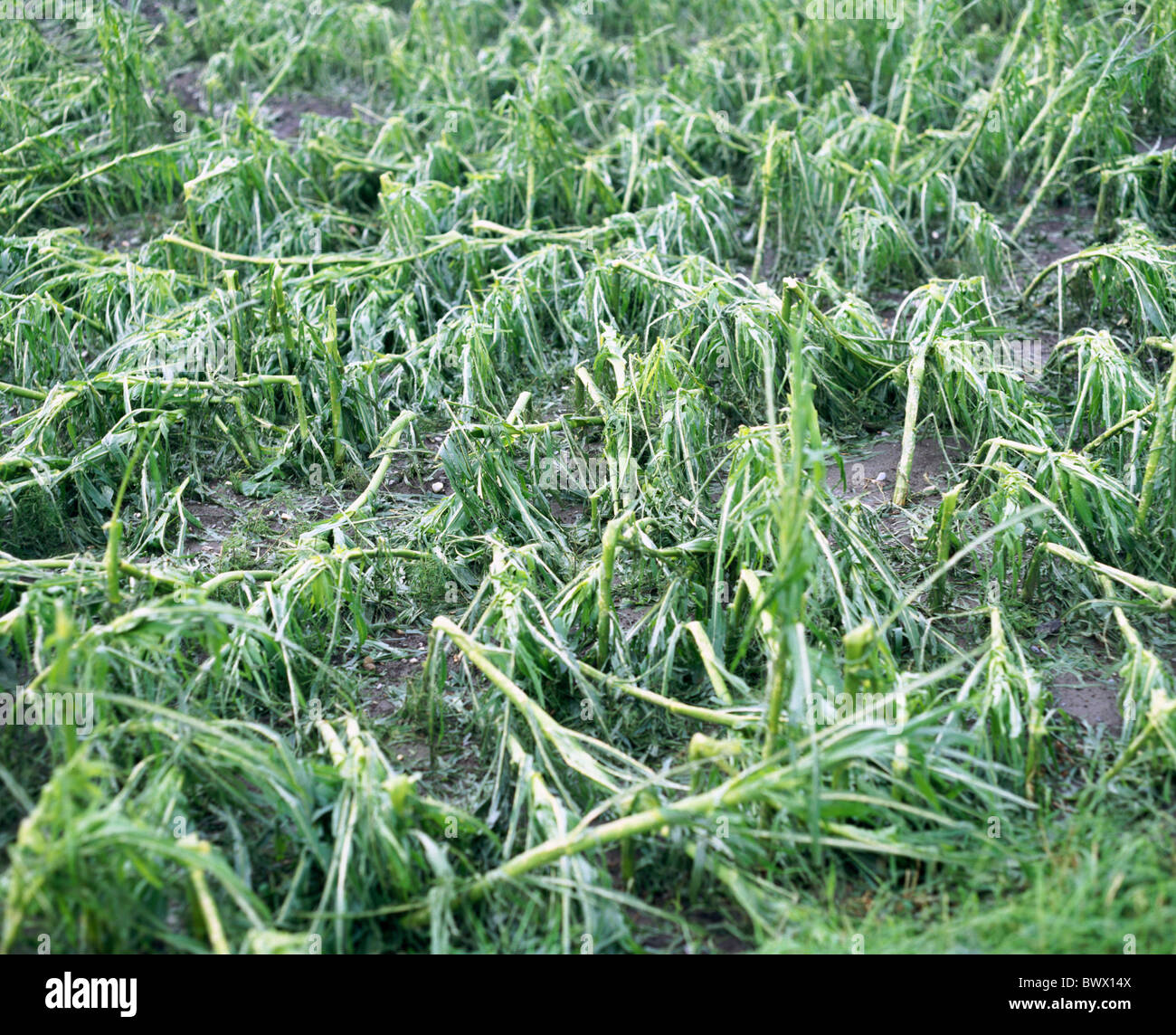 cutting part hail damage corn field pressed down storm damage agriculture damage harm storm storm thunder Stock Photo