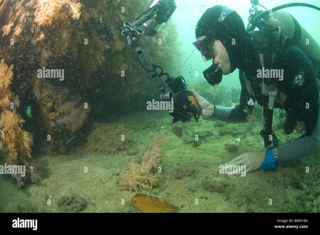 Underwater photographer, diver photographing Tasseled Wobbegong