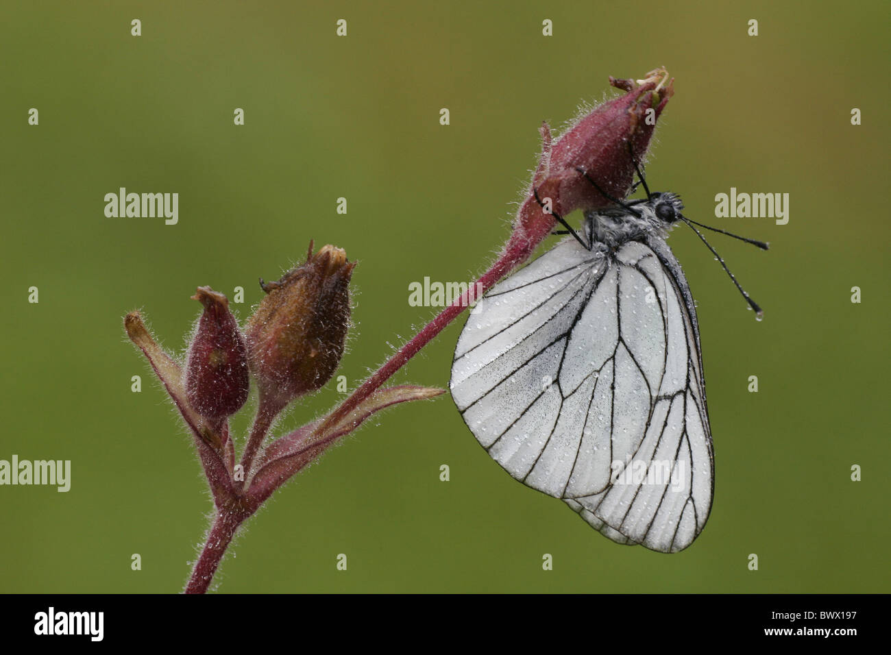 animal animals butterfly butterflies insect insects invertebrate