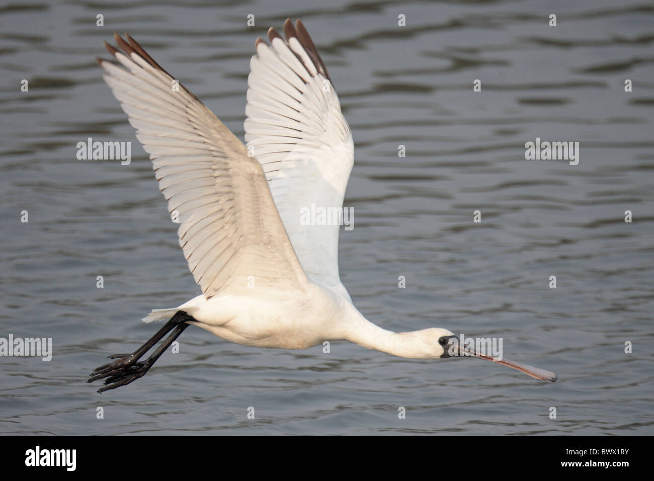 Black faced Spoonbill Platalea Minor Immature In Flight Over Water Mai Po Hong Kong China 