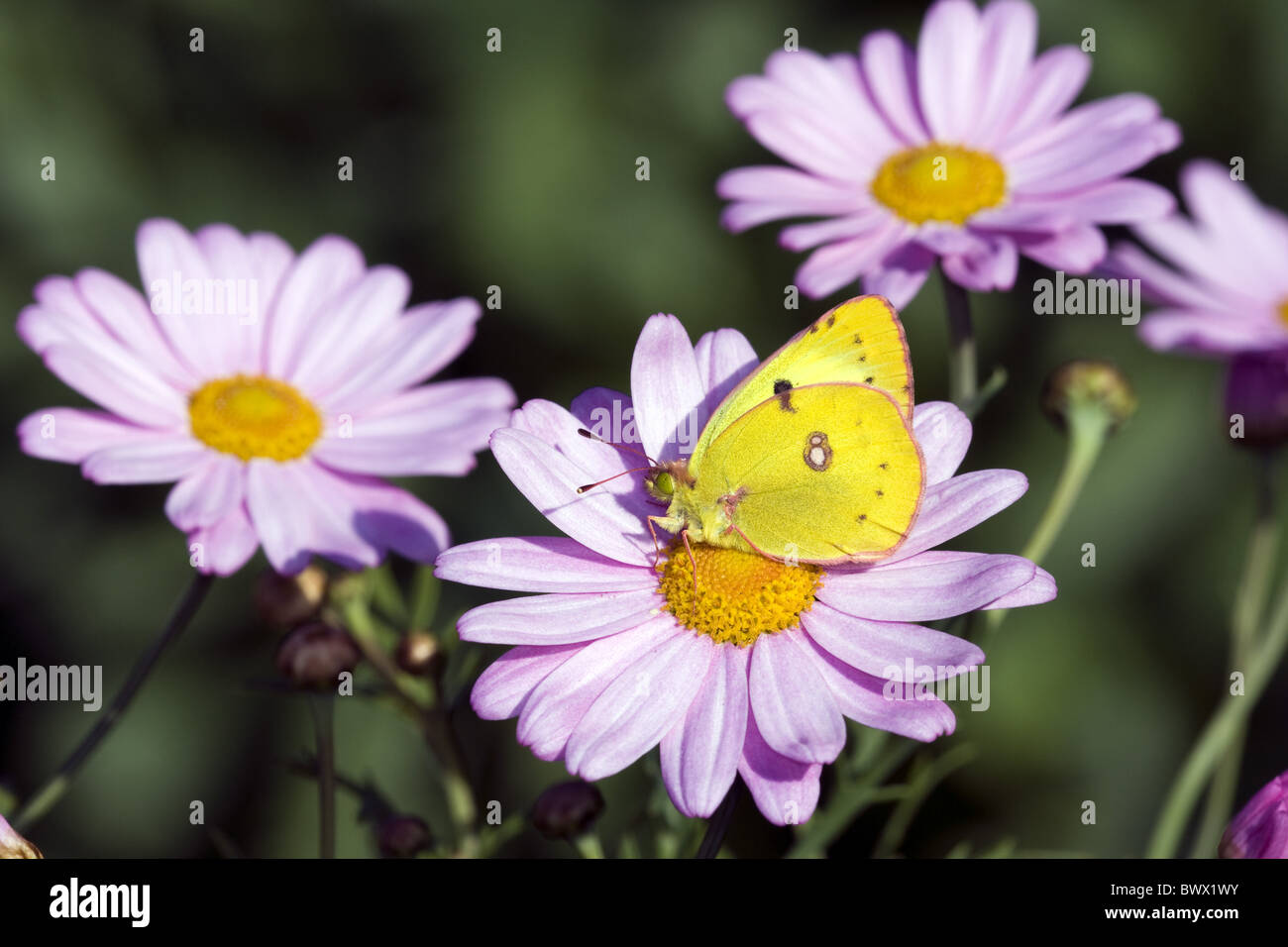 animal animals butterfly butterflies insect insects invertebrate