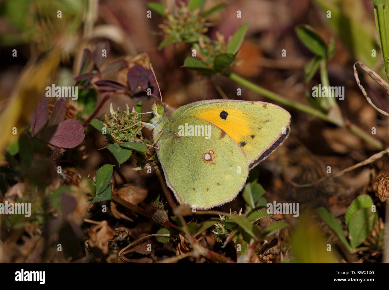 animal animals butterfly butterflies insect insects invertebrate