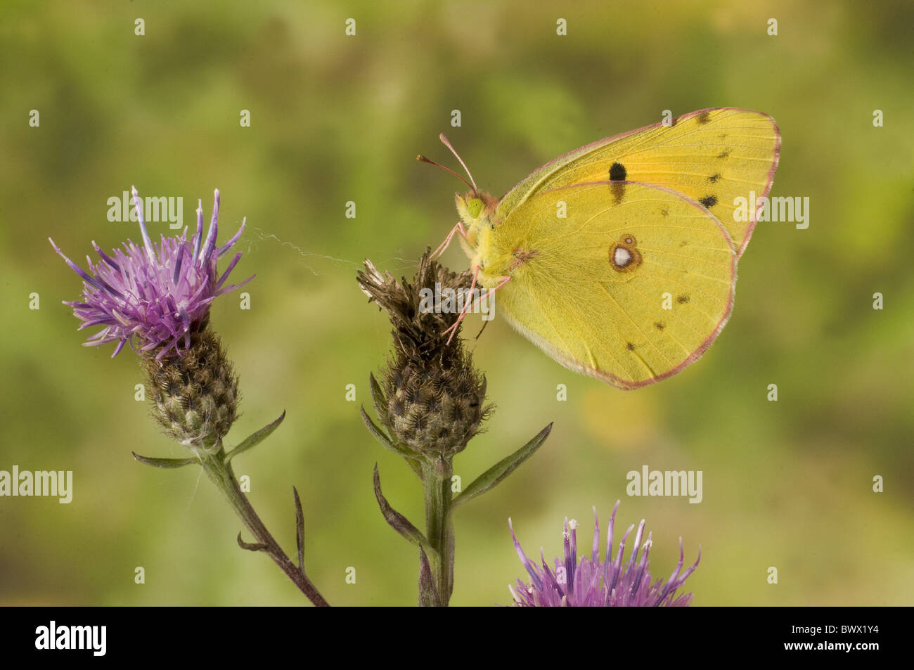 animal animals butterfly butterflies insect insects invertebrate invertebrates arthropod