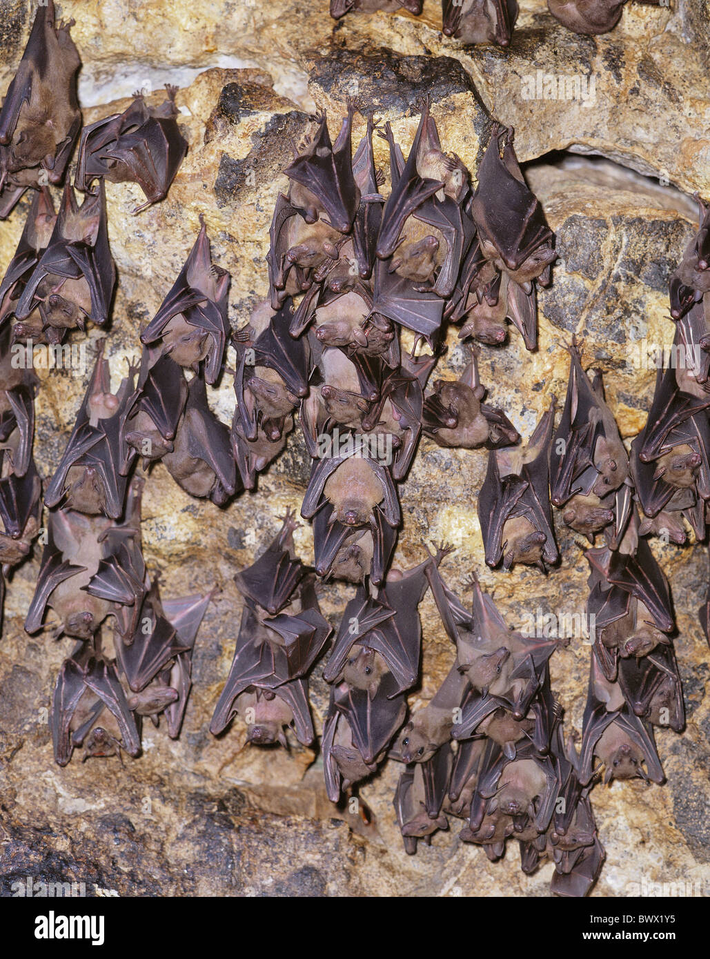 bats cave inside hang dream swarm cliff wall Bali Asia bat Stock Photo
