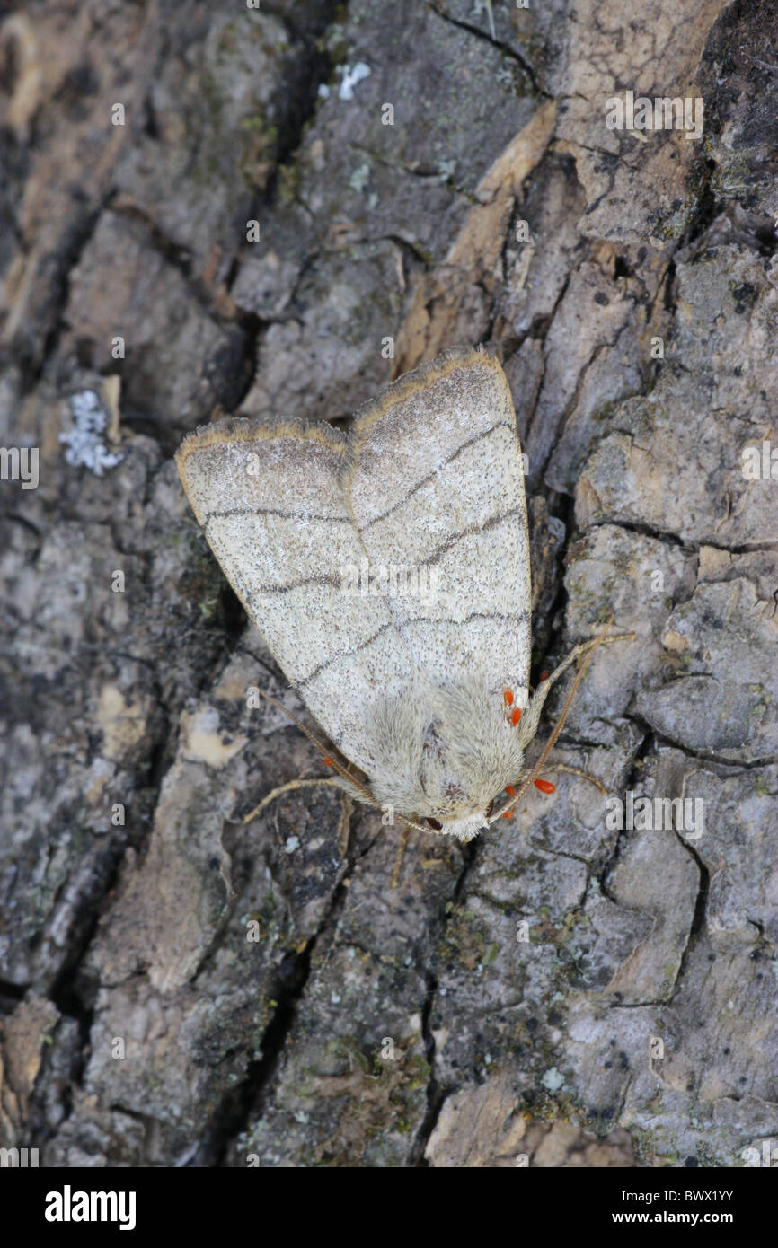 Trebles Lines Moth Charanyca trigrammica adult Stock Photo