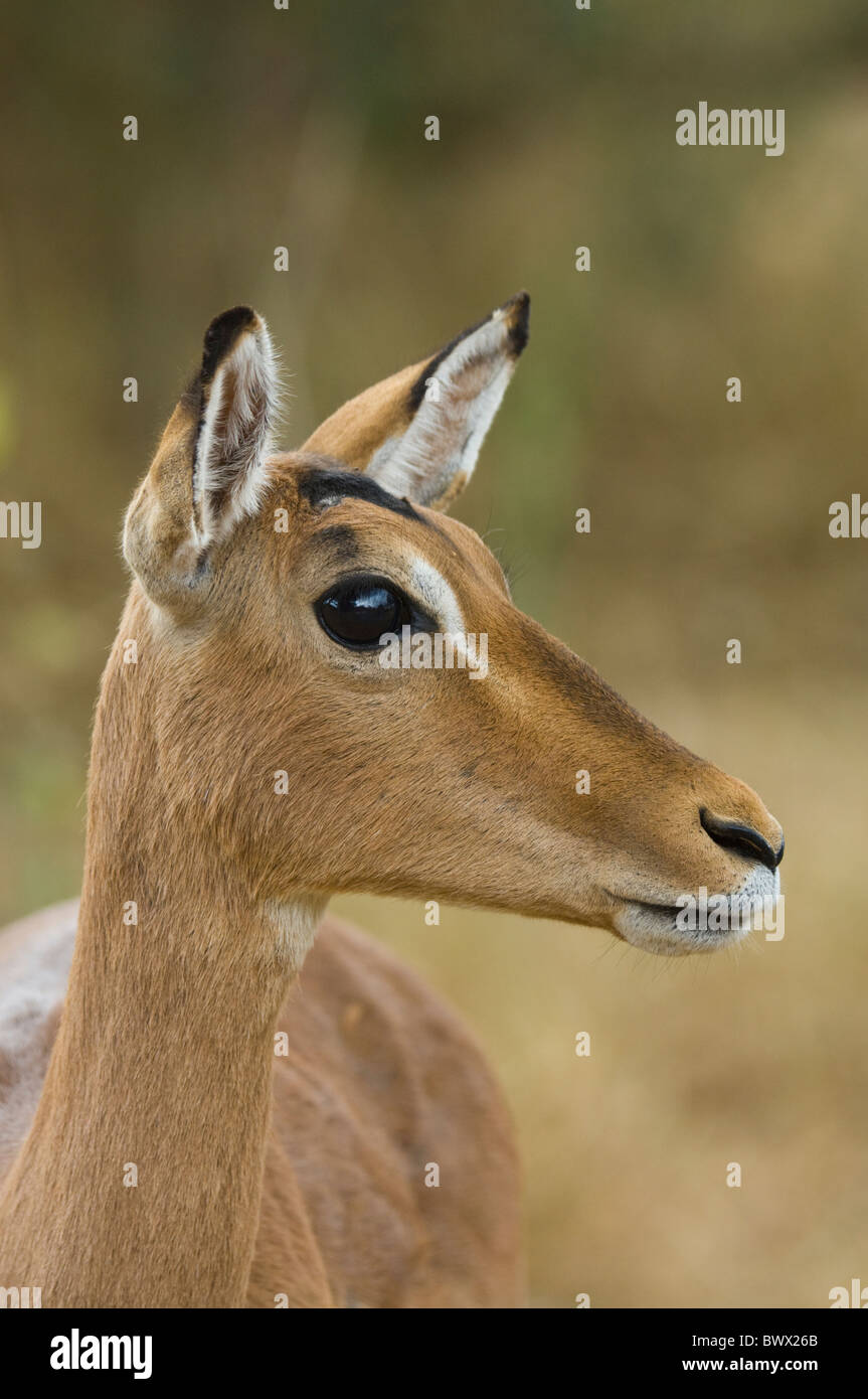 Mountain reedbuck redunca fulvorufula hires stock photography and