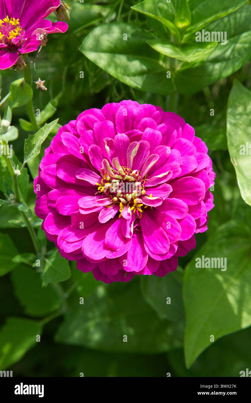 Two Pink Dahlia Daboecia Peony shape flowers growing in a garden in the Loire, France Stock Photo