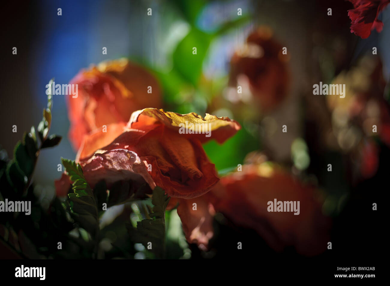 A red rose wilting Stock Photo Alamy