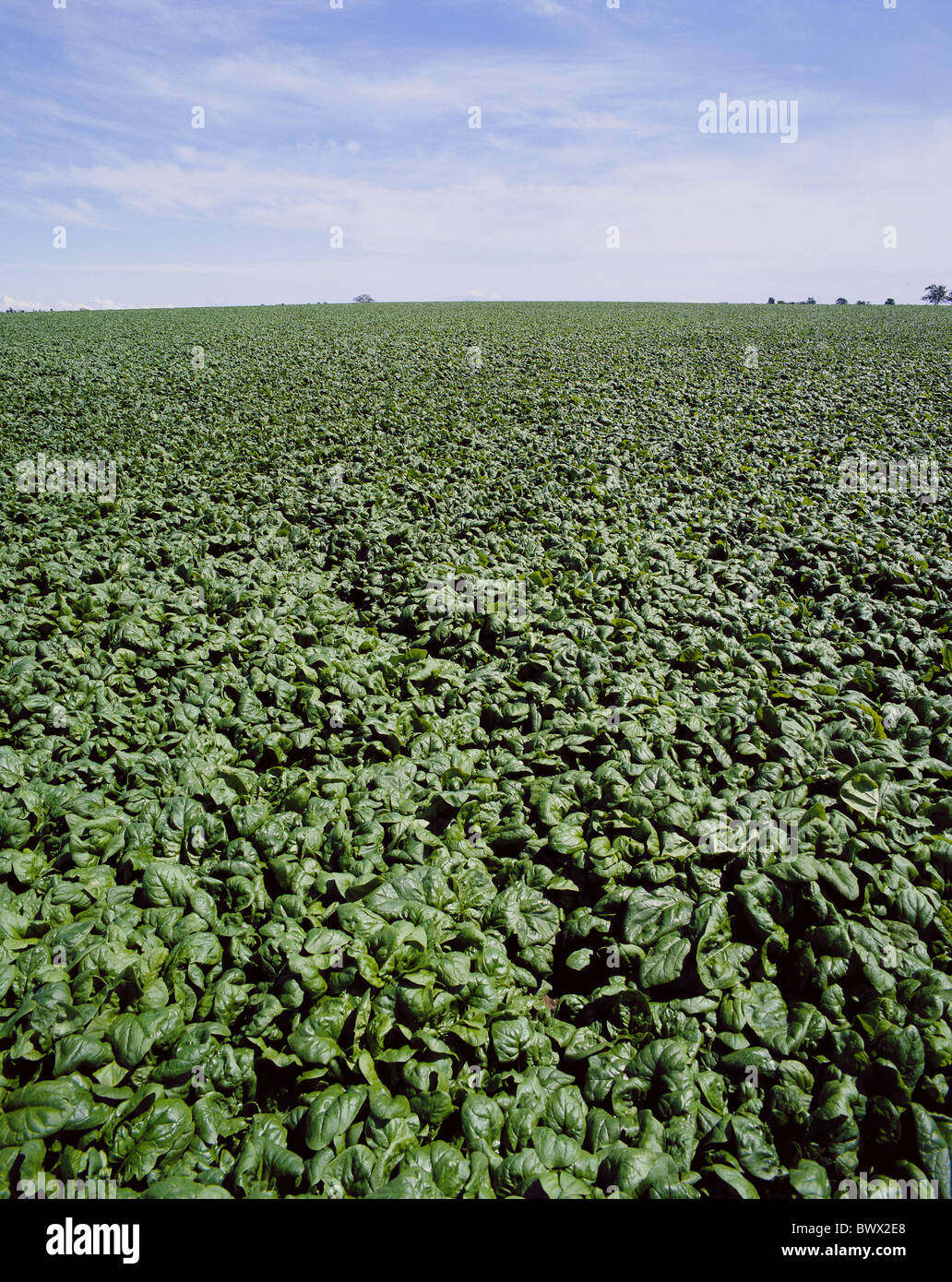 vegetables spinach spinach field leaves endlessly interminably horizon