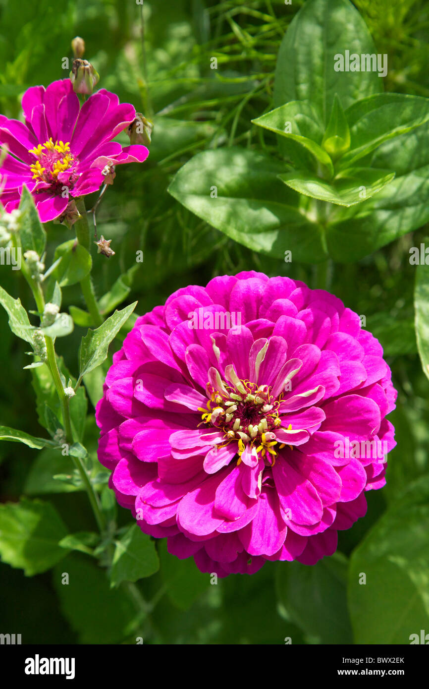 Two Pink Dahlia Daboecia Peony shape flower growing in a garden in the Loire, France Stock Photo