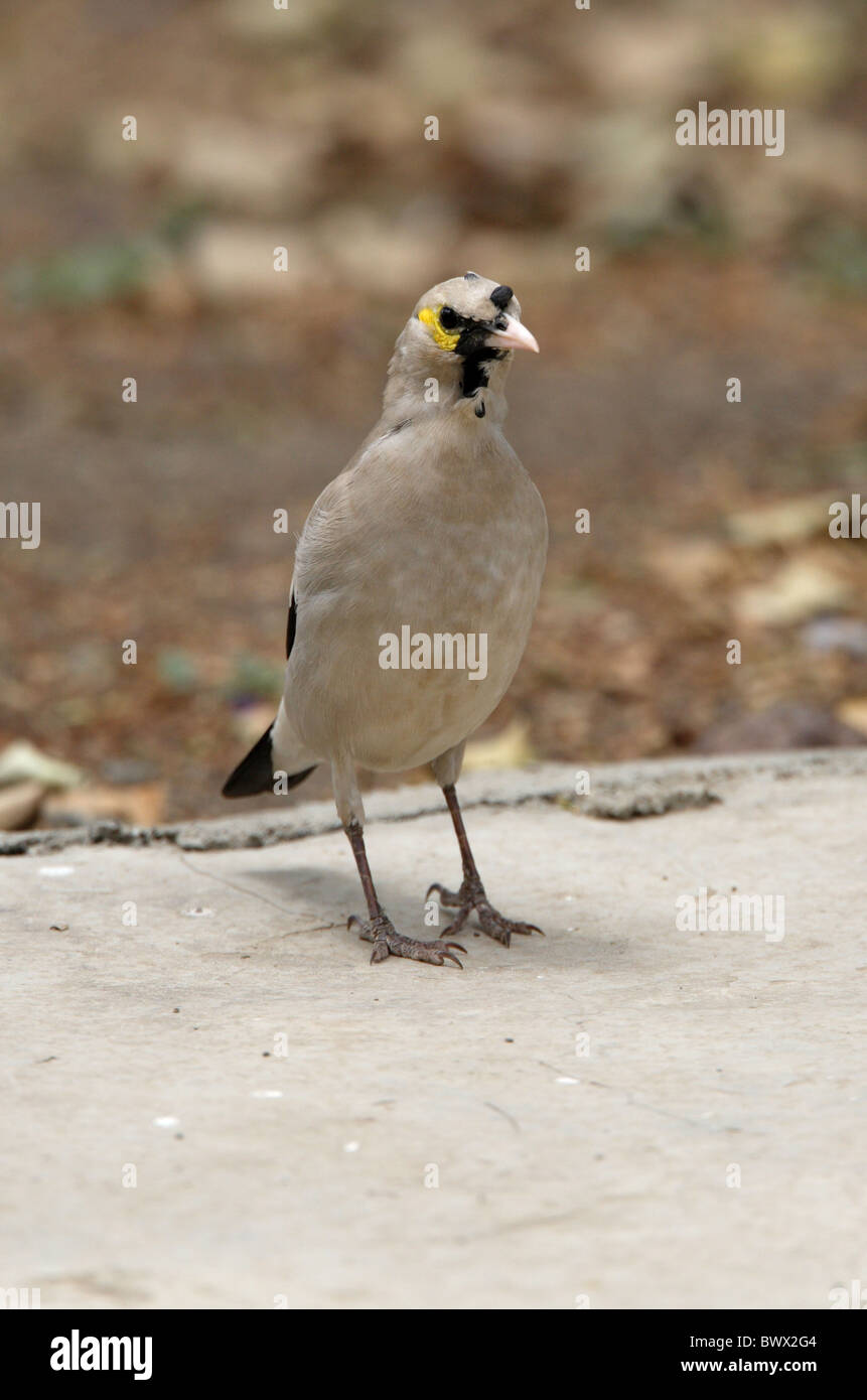 Wattled Starling (Creatophora cinerea) adult male, coming into breeding plumage, standing on ground, Ethiopia, april Stock Photo