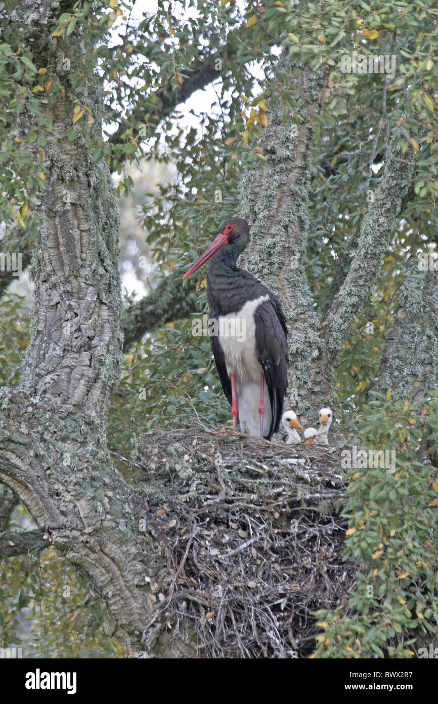 Black Stork (Ciconia nigra) adult, with chicks in nest, nesting in Cork Oak (Quercus suber), Extremadura, Spain, may Stock Photo