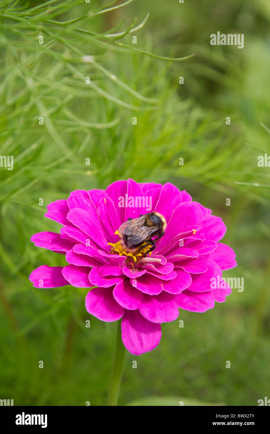 Single Pink Dahlia Daboecia Peony shape flower with a bee and pollen, growing in a garden in the Loire, France Stock Photo