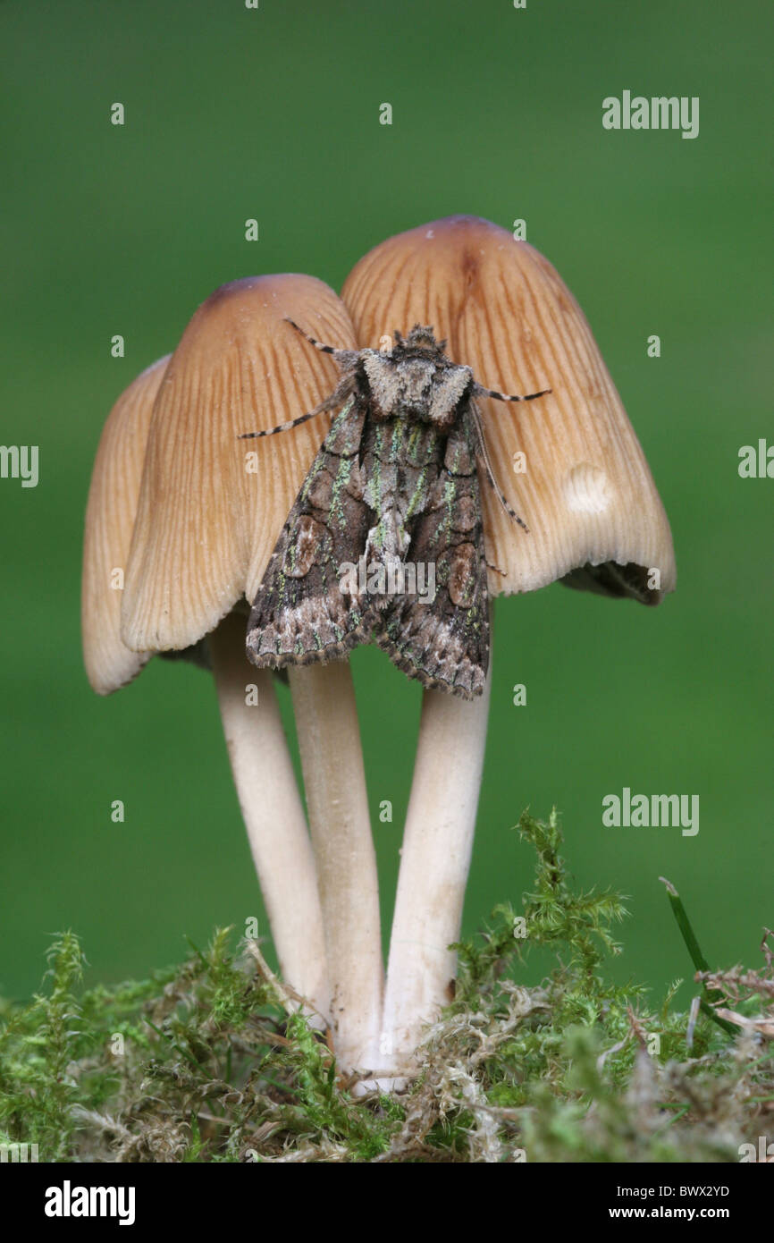 Green-brindled Crescent (Allophyes oxyacanthae) adult, resting on Glistening Inkcap (Coprinus micaeus) fungi, Leicestershire, Stock Photo