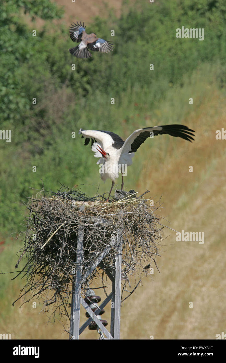 White Stork (Ciconia ciconia) adult, defending nest against Eurasian Jay (Garrulus glandarius), Western Turkey, may Stock Photo