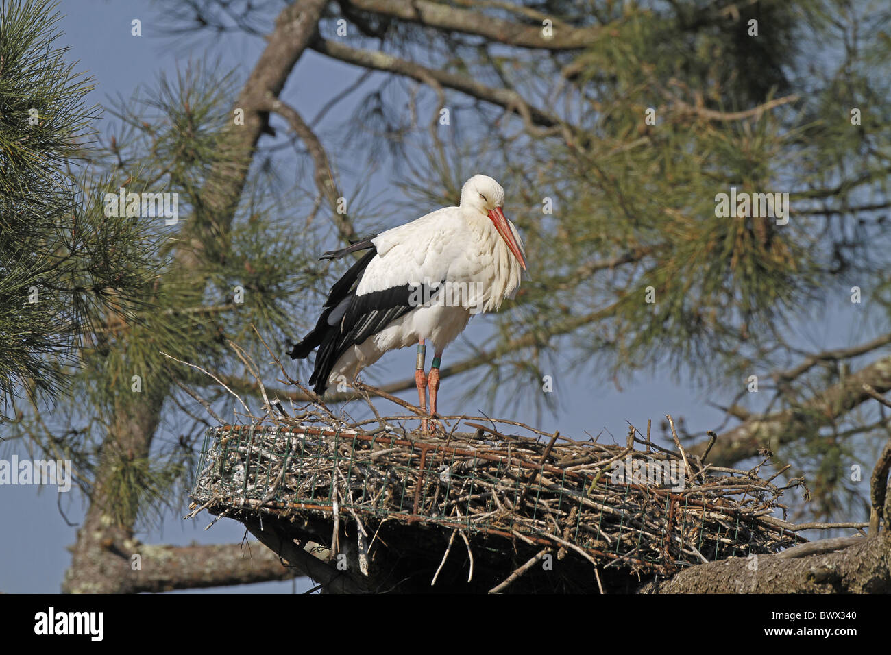 white-stork-ciconia-ciconia-standing-at-nest-on-artificial-nesting
