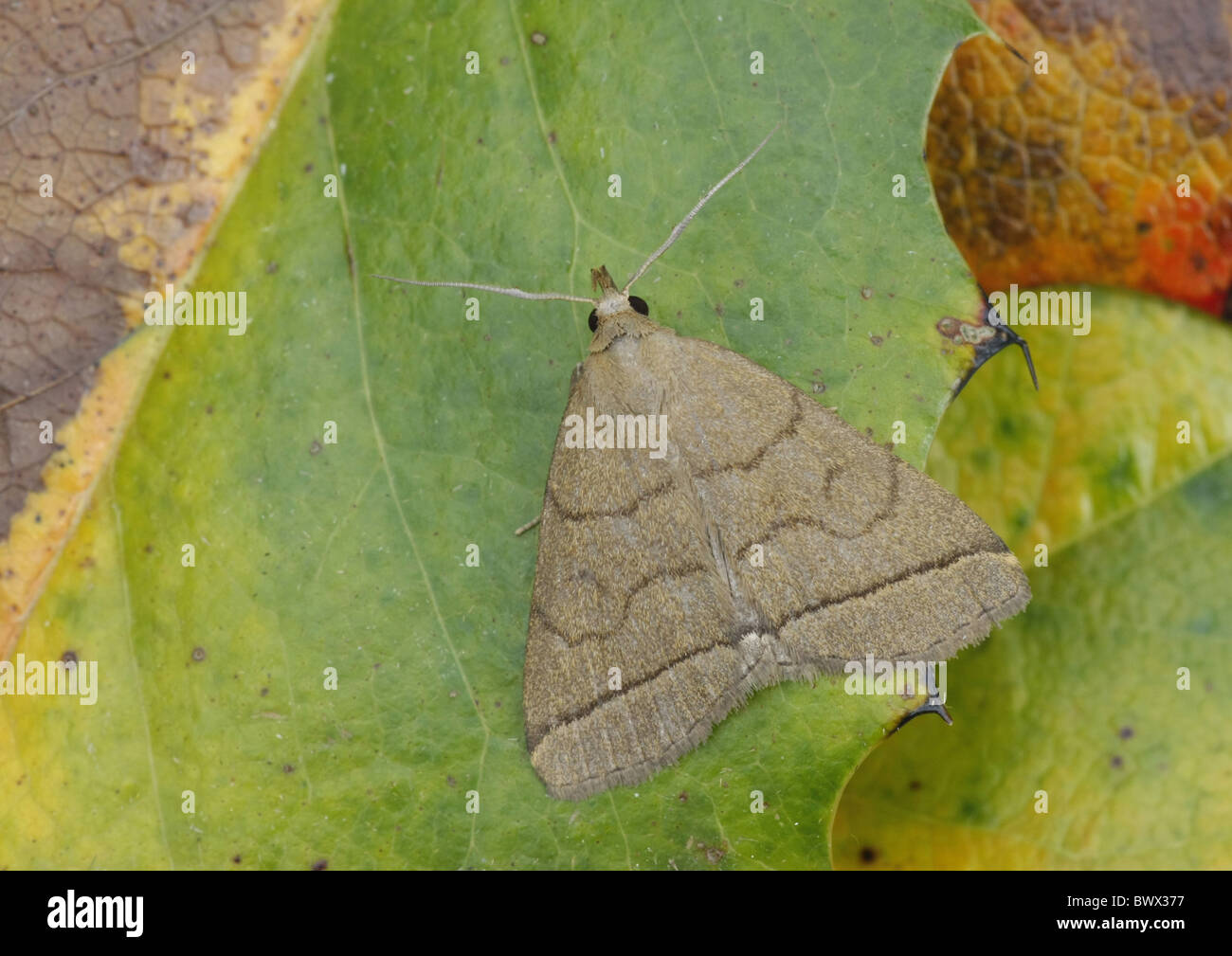 Europe Moth animal animals moth moths lepidoptera insect insects invertebrate ...
