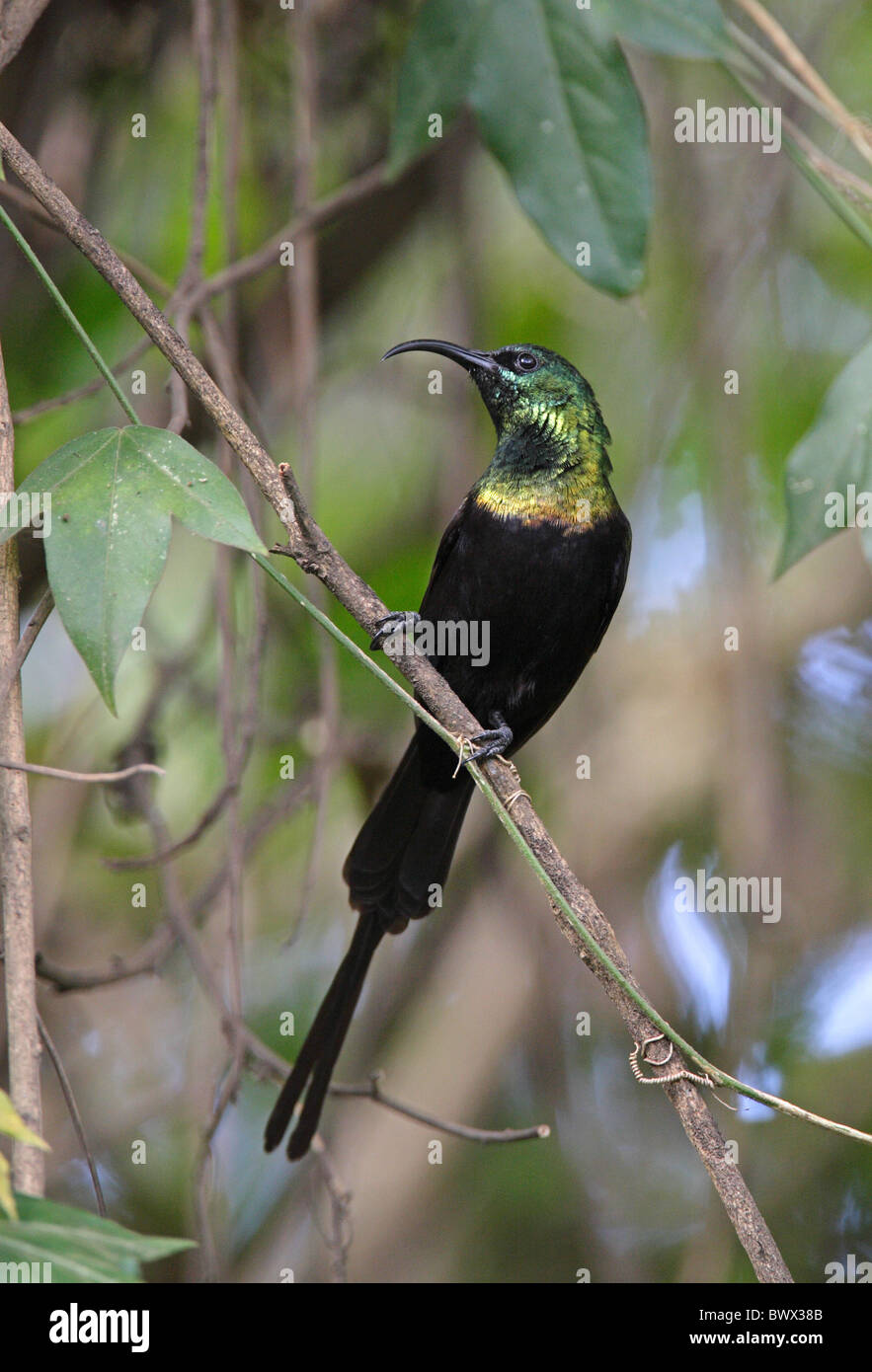 Bronze Sunbird (Nectarinia kilimensis kilimensis) adult male, perched on twig, Nairobi, Kenya, october Stock Photo