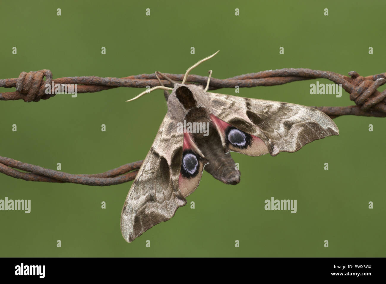 animal animals moth moths hawkmoth hawkmoths hawk moth hawk moths hawk- moth hawk-moths lepidoptera insect insects Stock Photo - Alamy