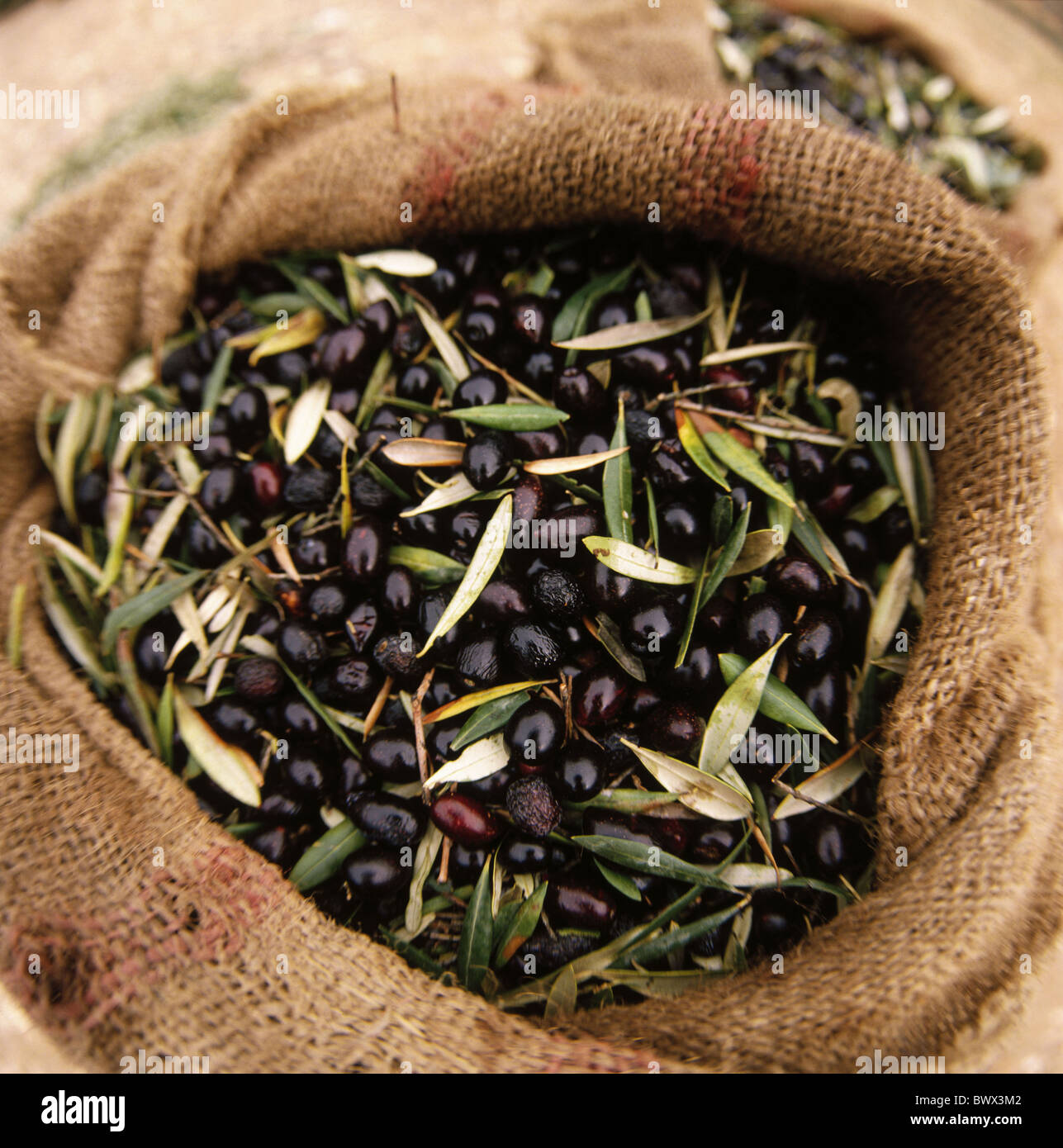 harvest crop fullly useful plants olives bags Food food eating Stock