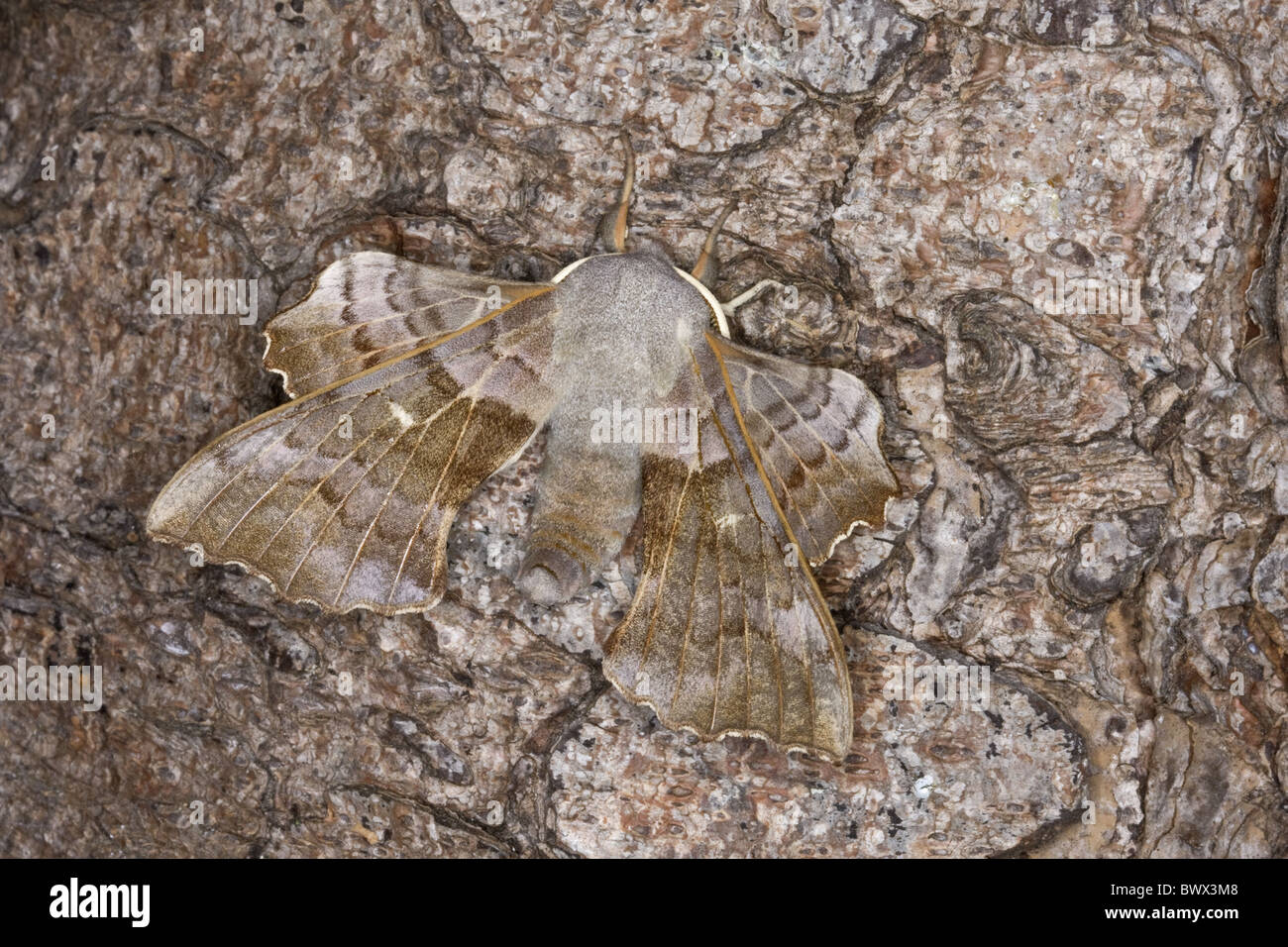 animal animals moth moths hawkmoth hawkmoths hawk moth hawk moths hawk- moth hawk-moths lepidoptera insect insects Stock Photo - Alamy