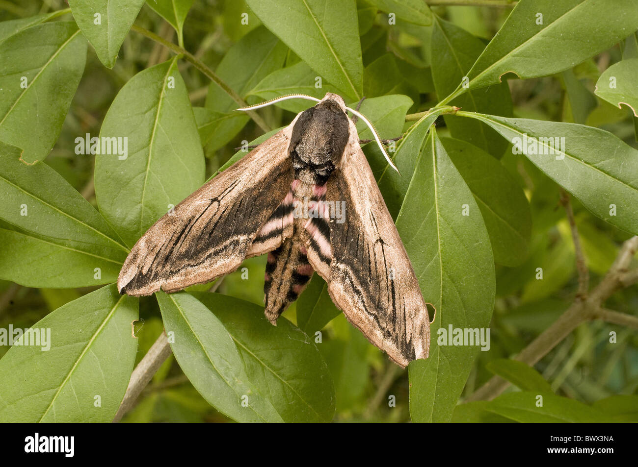 https://c8.alamy.com/comp/BWX3NA/animal-animals-moth-moths-hawkmoth-hawkmoths-hawk-moth-hawk-moths-BWX3NA.jpg