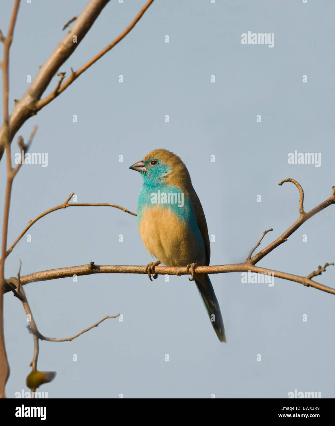 Blue Waxbill Uraeginthus angolensis Kruger National Park South Africa Stock Photo