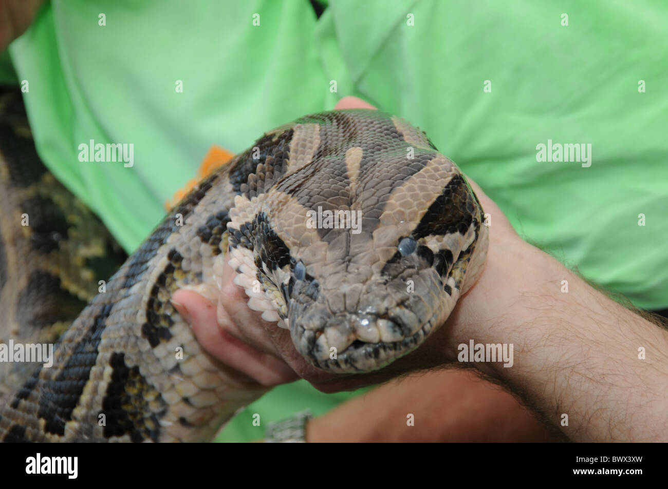 Burmese reptile hi-res stock photography and images - Alamy