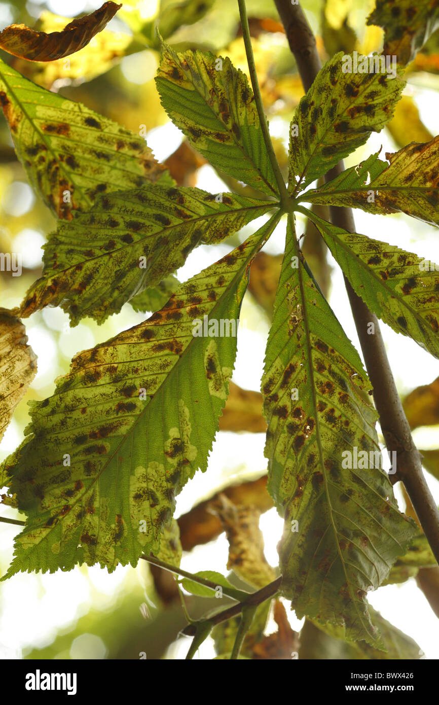 Horse chestnut leafminer hires stock photography and images Alamy