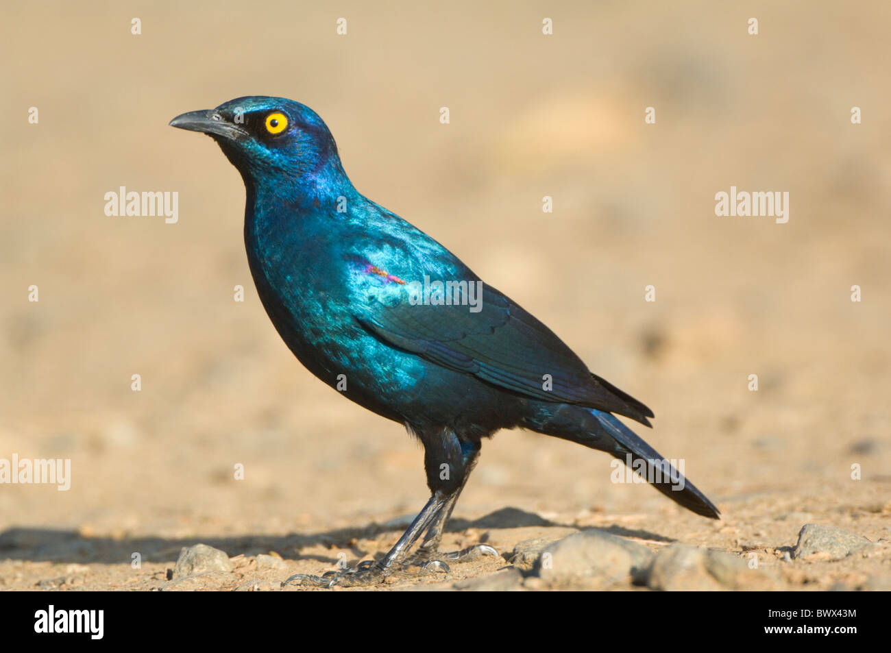 Cape Glossy Starling Lamprotornis nitens Kruger National Park South Africa Stock Photo