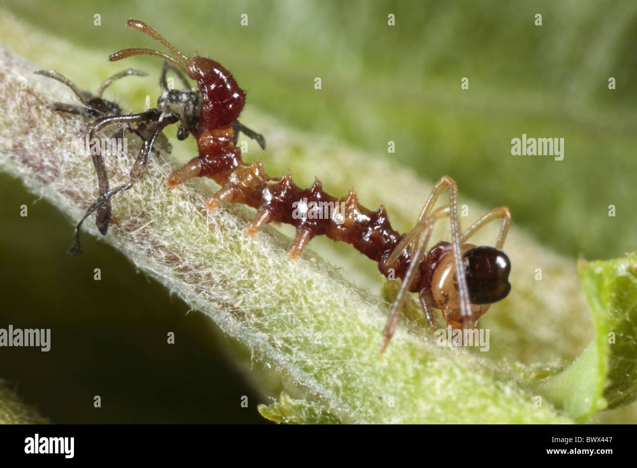 Stauropus fagi lobster insect bug nature natural wild wildlife ...