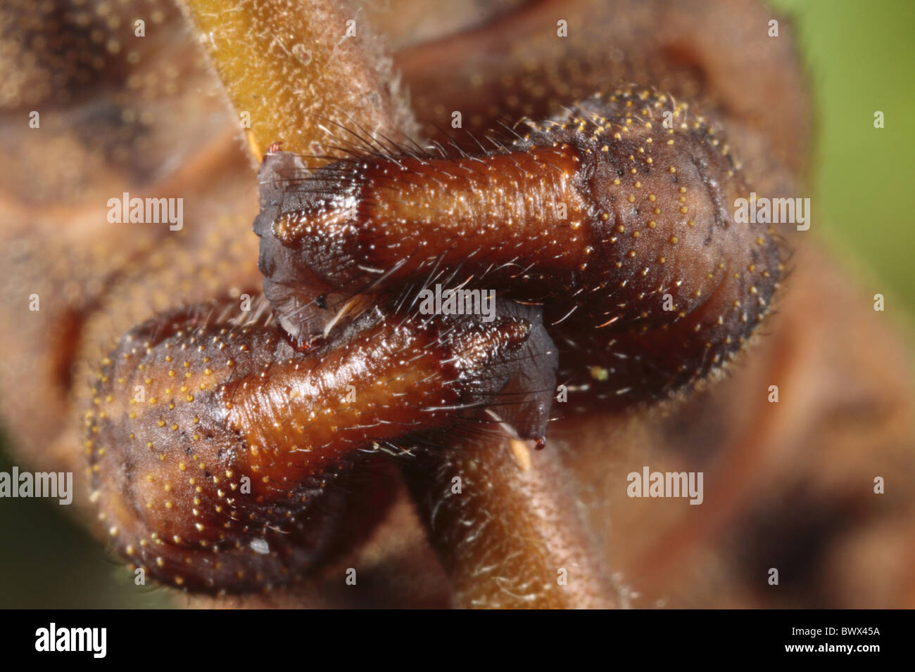 Stauropus fagi lobster insect bug nature natural wild wildlife ...