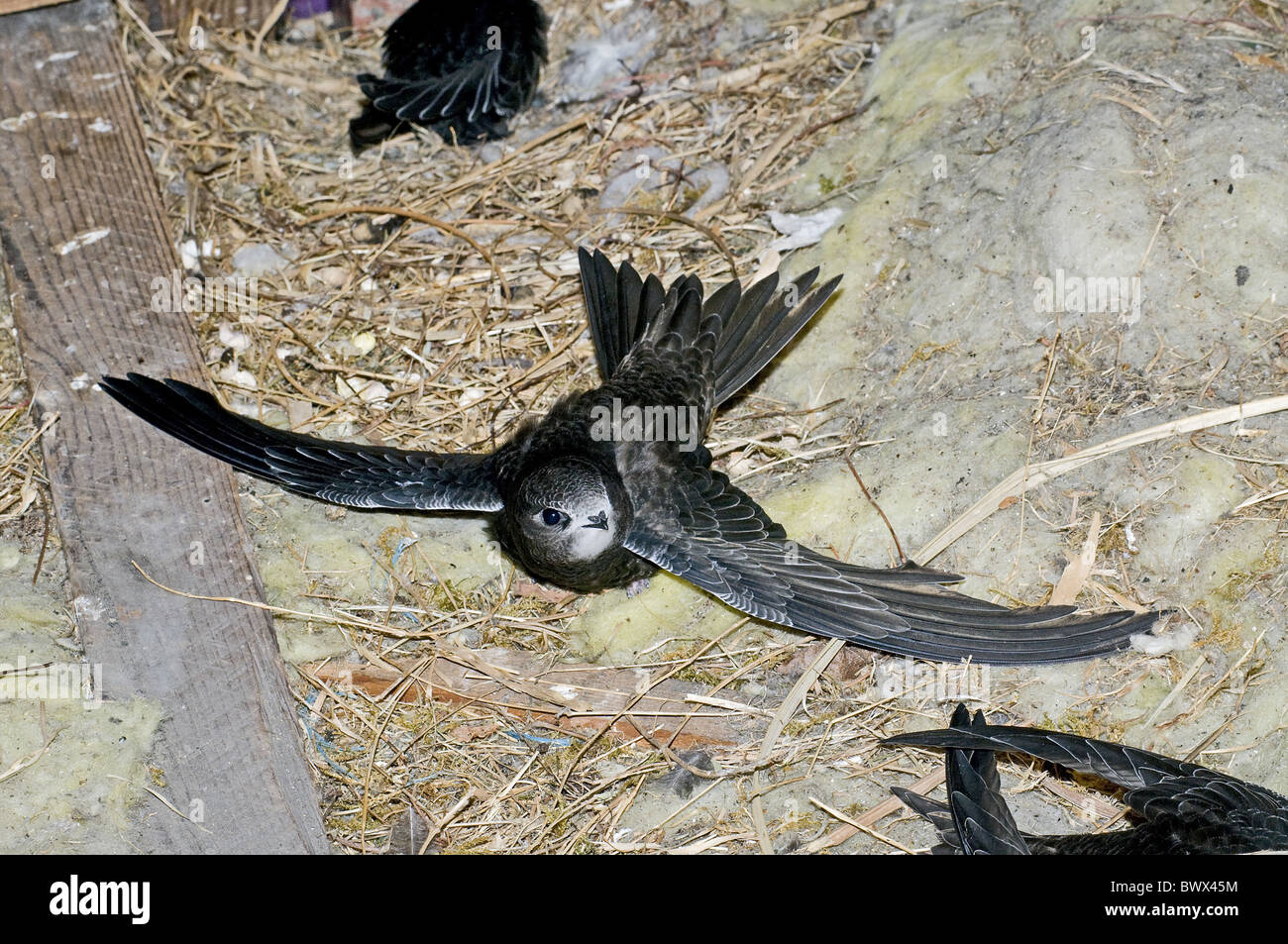 Swift Bird Nest High Resolution Stock Photography and Images Alamy