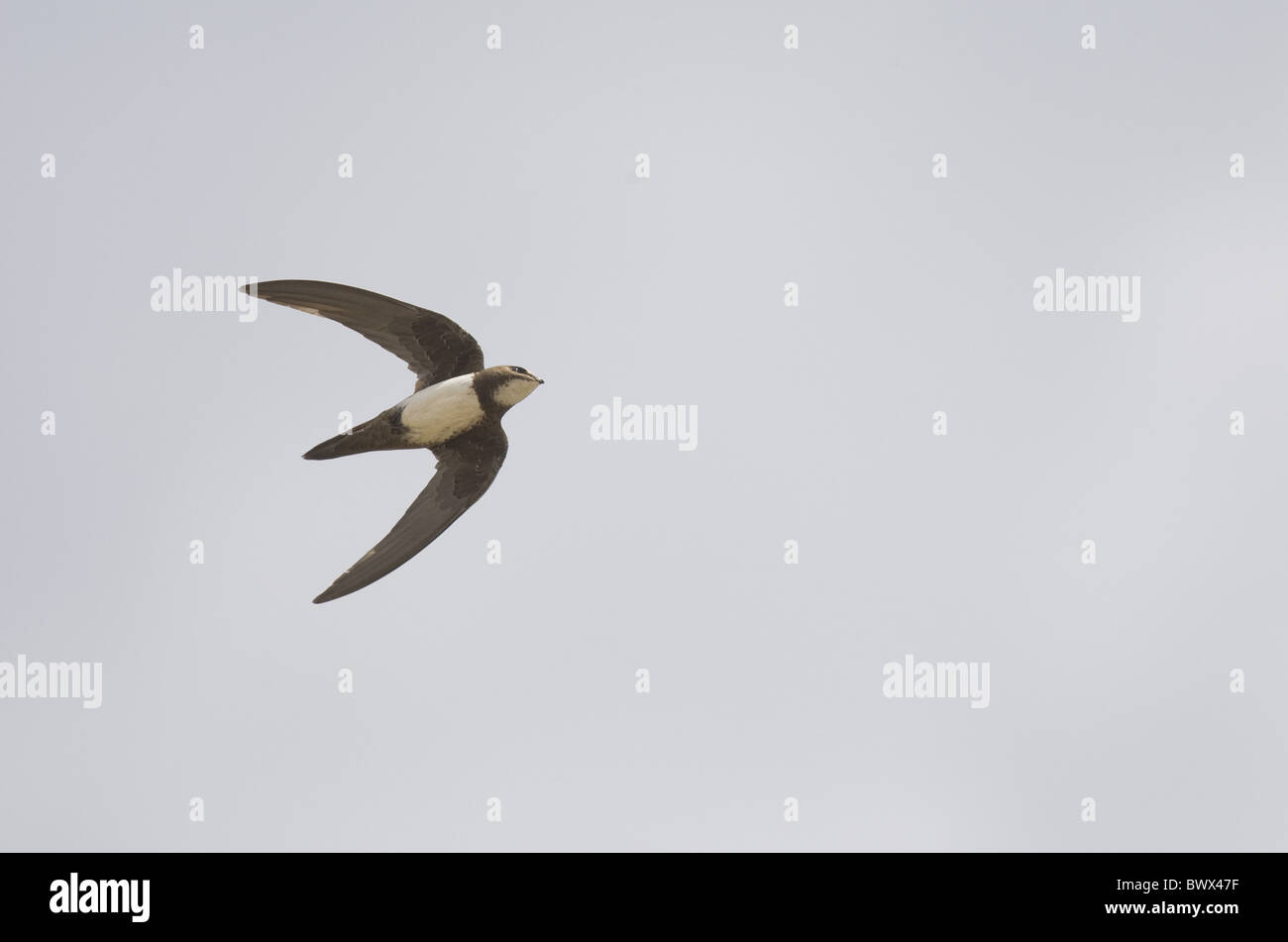 Alpine Swift (Apus melba) adult, in flight, on migration, Tarifa, Cadiz, Andalusia, Southern Spain, autumn Stock Photo