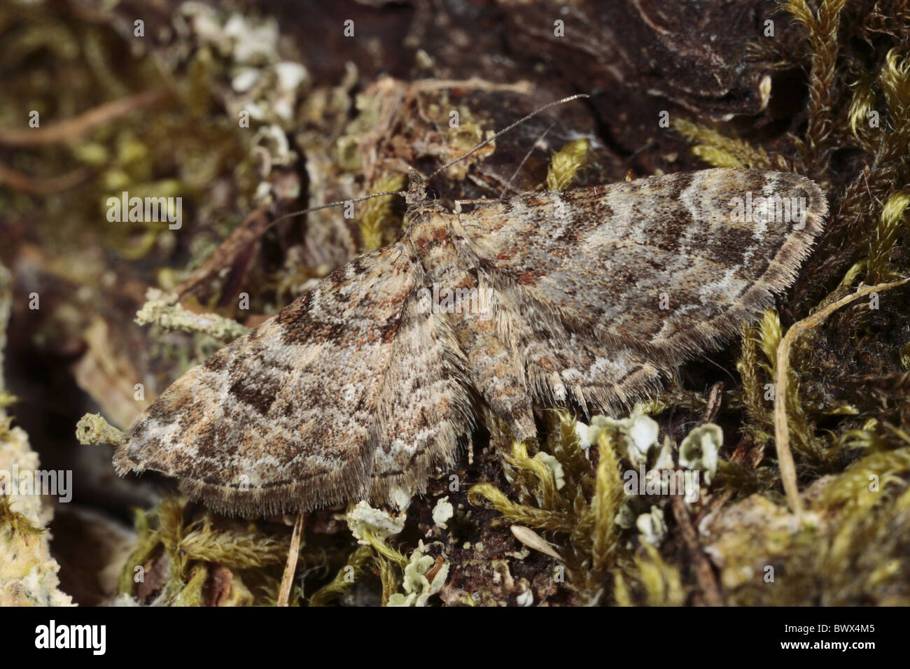 Double-striped Double striped pug Gymnoscelis rufifasciata nature natural wild wildlife environment environmental europe Stock Photo