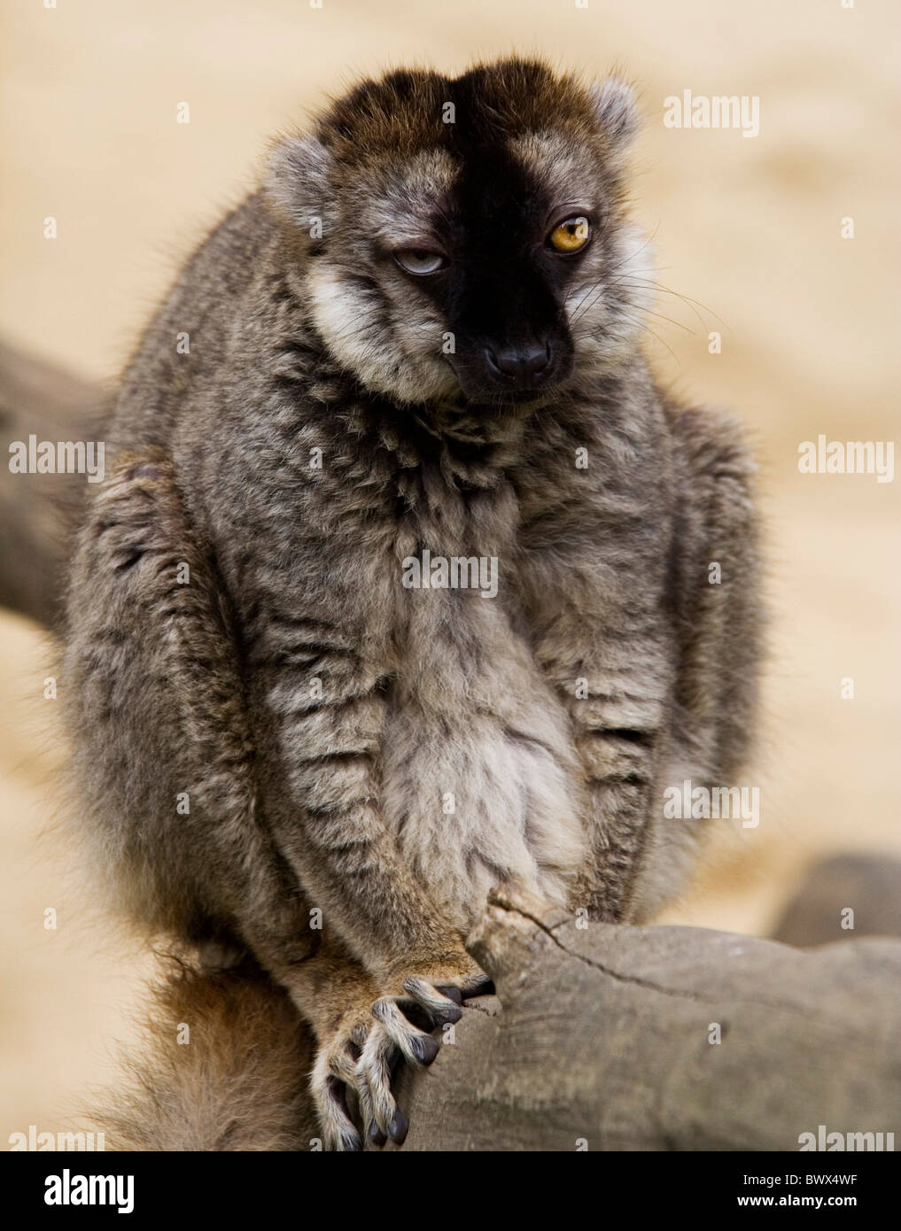 the total ugly lemur Stock Photo