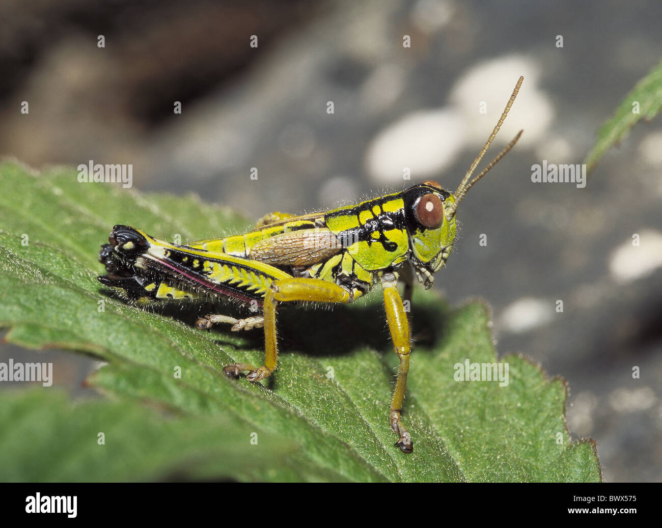 grasshopper mountain frights green insect yellow leaf Miramella alpina Stock Photo