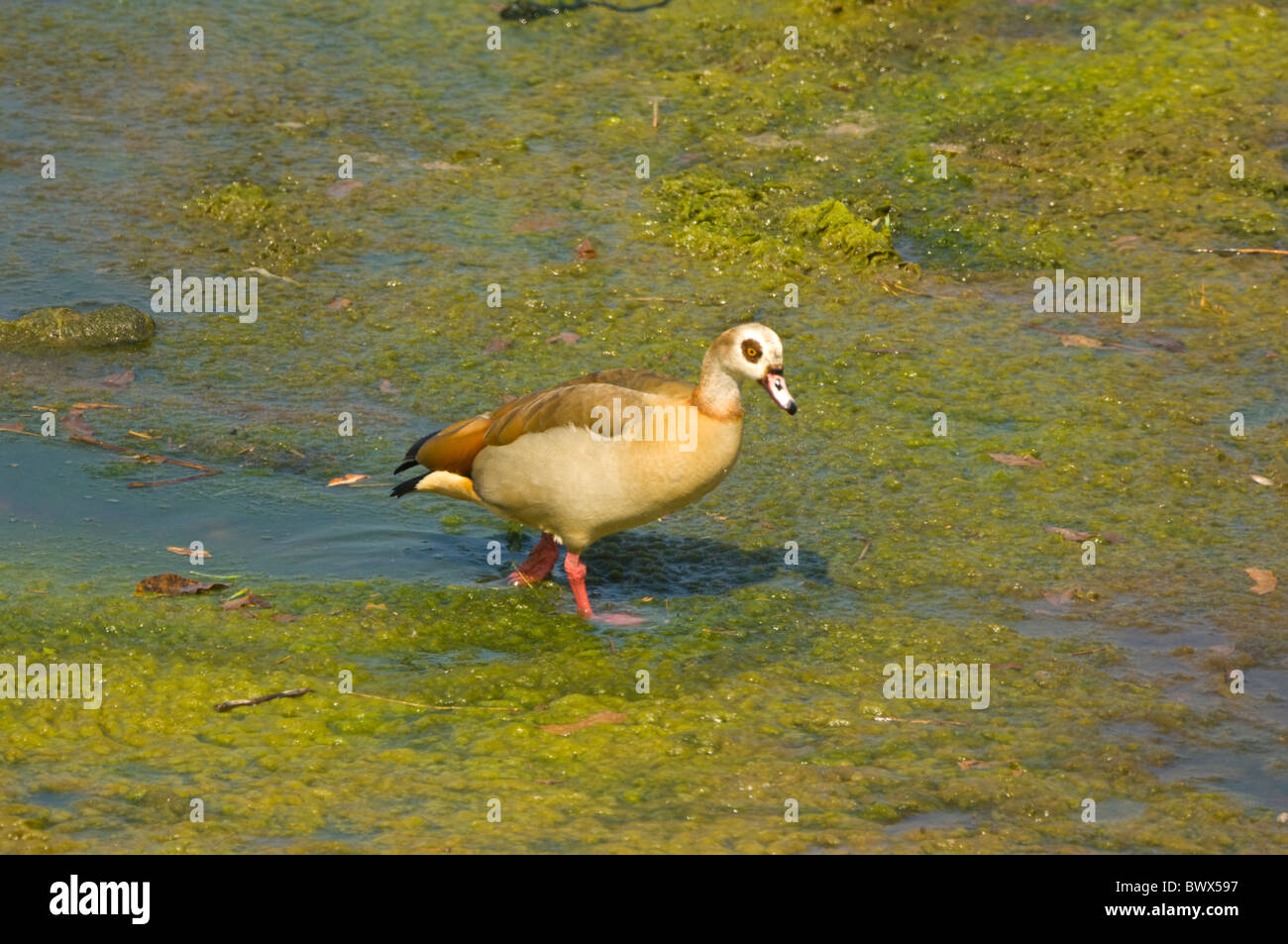 Egyptian Goose Alopochen aegyptiaca Kruger National Park South Africa Stock Photo