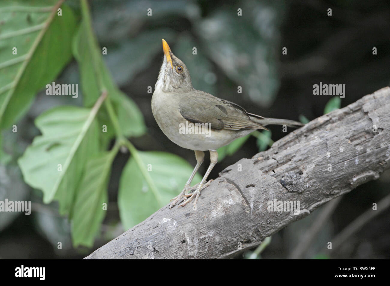 African Thrush (Turdus pelios) adult, perched on branch, Gambia, december Stock Photo
